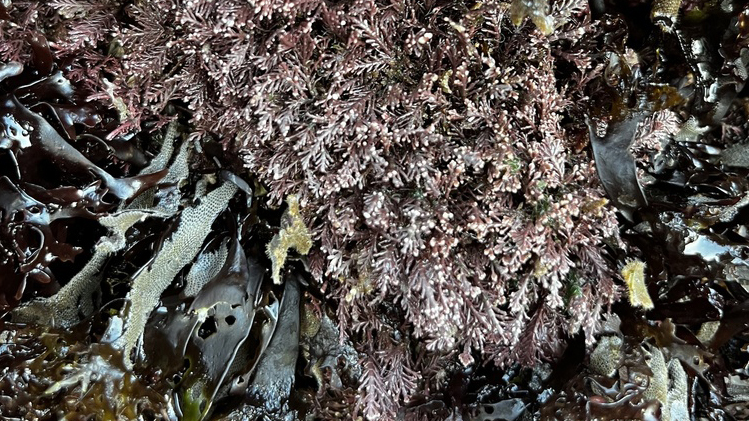 Common Coralline (corallina officinalis)