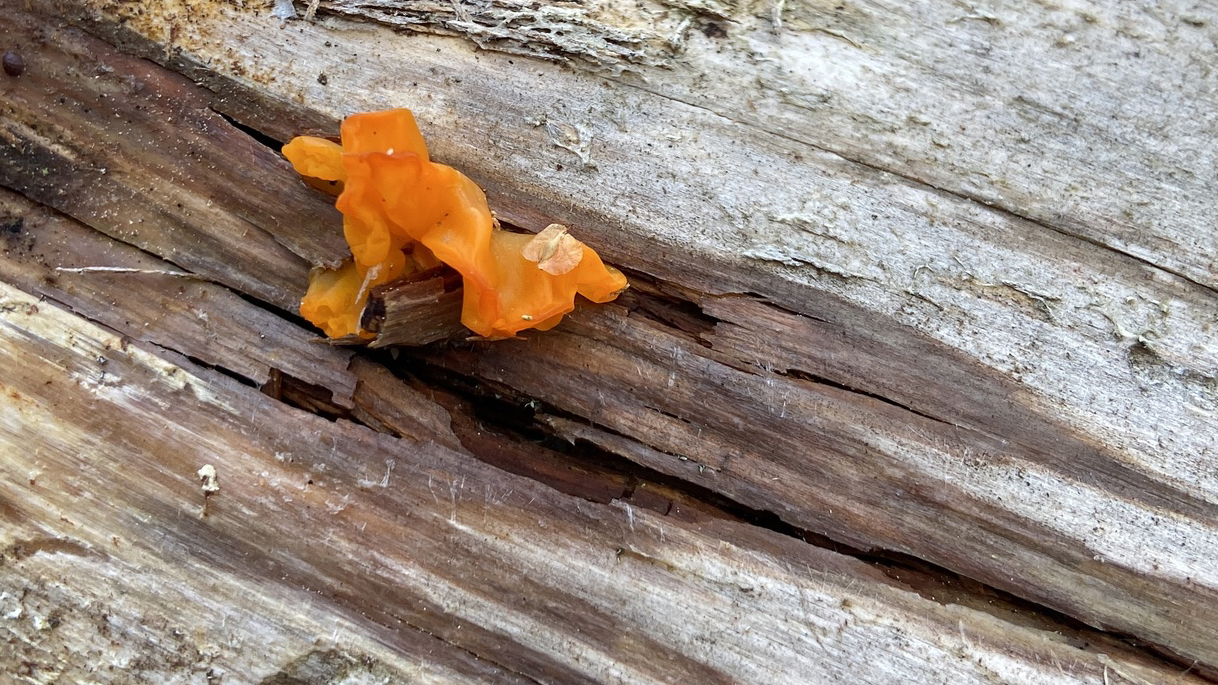 Orange Jelly Spot (dacrymyces chrysospermus)
